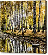 Autumn Birch Forest, Hemu, Xinjiang Acrylic Print