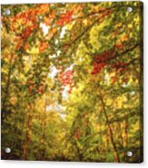 Autumn Colorful Path Acrylic Print