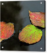 Autumn Dogwood Leaf Trio Acrylic Print