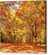 Norfolk's Great Autumn Forest Trees Acrylic Print