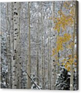 Autumn Gives Way To Winter Acrylic Print