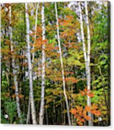 Autumn Grove, Vertical Acrylic Print