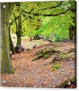 Autumn In The Woods Acrylic Print
