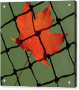 Autumn Leaf In Tennis Net Acrylic Print