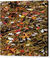 Autumn Leaves & Pitch Pine Needles Acrylic Print