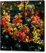 Autumn Oak Magic Acrylic Print