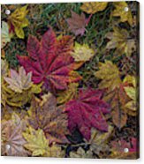 Autumn Under The Maple Tree Acrylic Print
