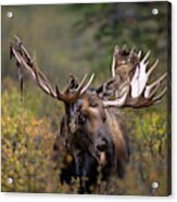 Autumn Velvet Acrylic Print