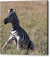 Av4c6612zebra - Burchells Acrylic Print