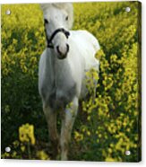 Ay3v5984 Welsh Pony, Owned By Hester Collins, Uk Acrylic Print