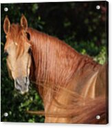 Ay3v6150 Arab Stallion, Claverdon Stud, Uk Acrylic Print
