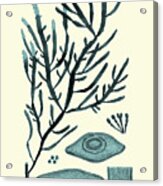 Azure Seaweed Iii Acrylic Print
