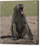 Baboon, Evidently A Male Acrylic Print