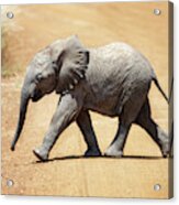 Baby African Elephant Acrylic Print