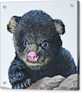 Baby Bear Acrylic Print