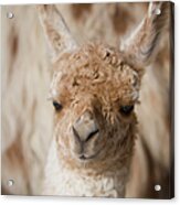 Baby Llama Acrylic Print
