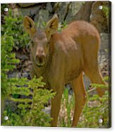 Baby Moose Comes In For A Closer Look Acrylic Print