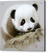 Baby Panda With Bamboo Leaves Acrylic Print