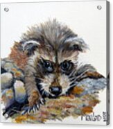 Baby Raccoon Acrylic Print