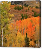 Backroad Fall Colors Near Telluride Co Acrylic Print