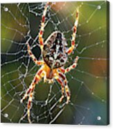 Backyard Spider Acrylic Print