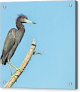 Bad Hair Day Heron Acrylic Print