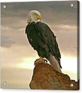 Bald Eagle At Sunrise Acrylic Print