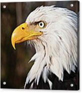 Bald Eagle Acrylic Print