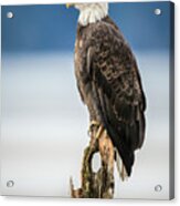 Bald Eagle On Snag Acrylic Print