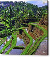 Bali Rice Terraces Acrylic Print