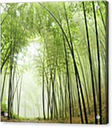Bamboo Grove Acrylic Print