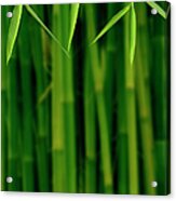 Bamboo Jungle Acrylic Print