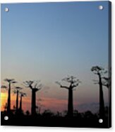 Baobab Trees Sunset 2 Acrylic Print