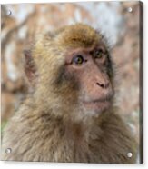 Barbary Macaque Of Gibraltar Acrylic Print