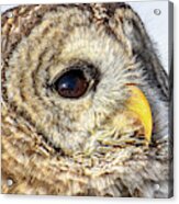 Bard Owl Acrylic Print