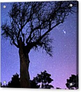 Bare Tree Against Starry Sky By Night Acrylic Print