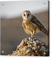 Barn Owl Standing On A Rock Acrylic Print