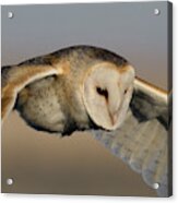 Barn Owl Up Close Acrylic Print