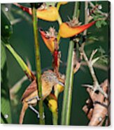 Barred Antshrike Acrylic Print