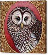 Barred Owl Portrait - Brown Border Acrylic Print