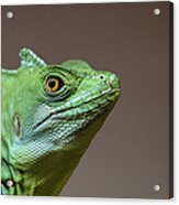 Basilisk Lizard Acrylic Print