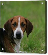 Beagle 31 Acrylic Print