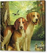 Beagles And Duck Acrylic Print