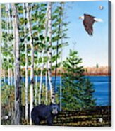 Little Bear And Eagle Wing Acrylic Print