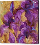 Bearded Iris Vii Acrylic Print