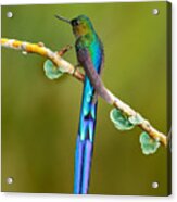 Beautiful Blue Glossy Hummingbird Acrylic Print