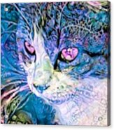 Beautiful Cat Blue Acrylic Print