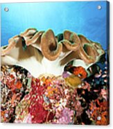 Beautiful Leather Coral And Sea Goldies Acrylic Print