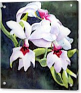 Beautiful Orchid Acrylic Print