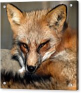 Beautiful Red Fox Closeup Acrylic Print